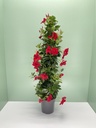 Dipladenia piramide altezza 110 cm