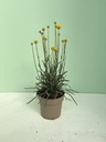 Craspedia globosa altezza 50 cm