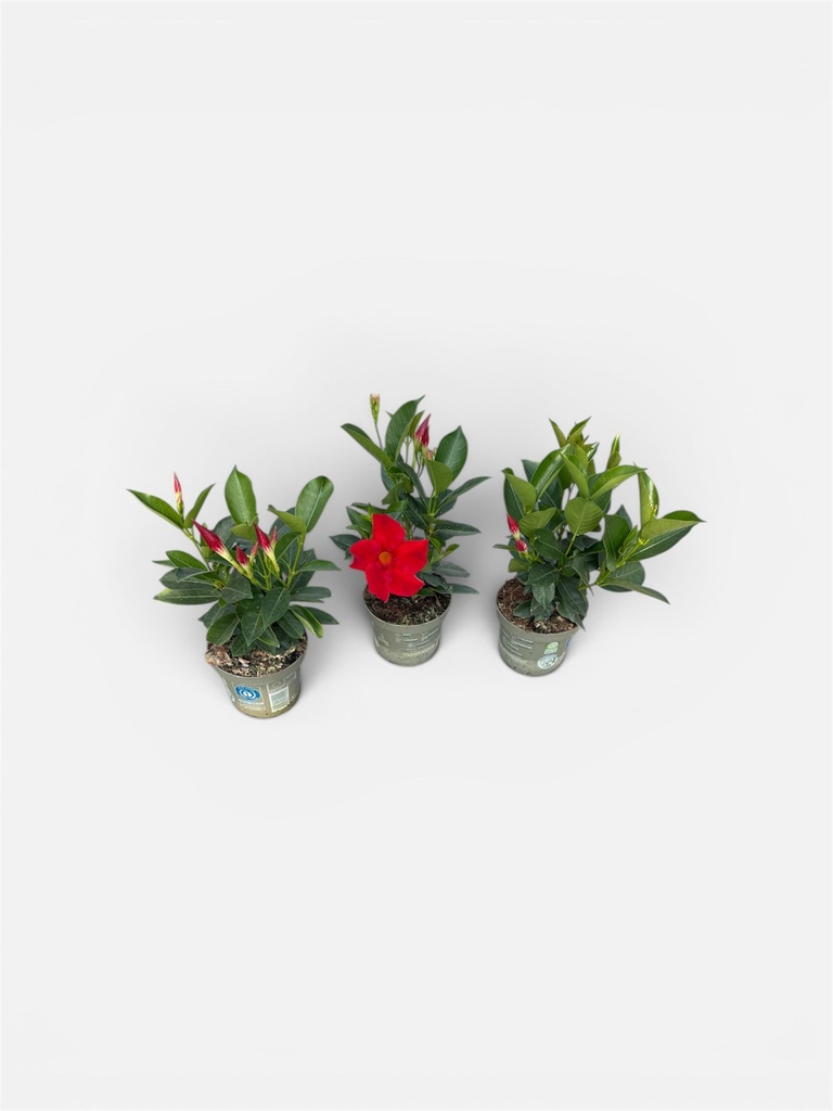 Dipladenia cespuglio altezza 25 cm, 3 piante