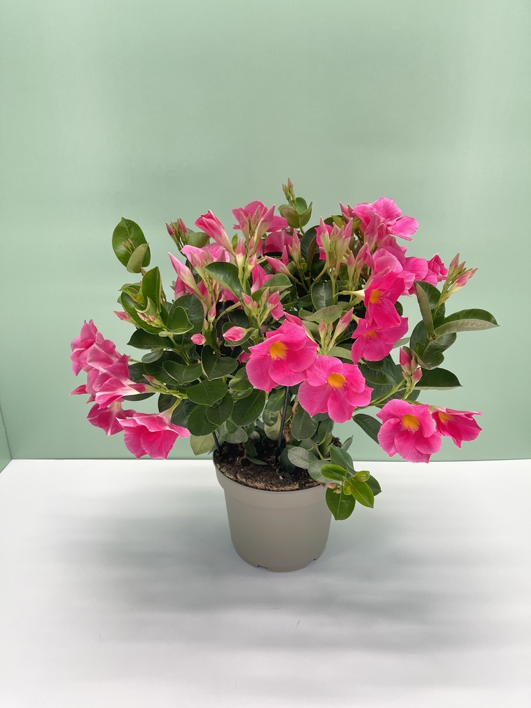 Dipladenia cespuglio altezza 45 cm