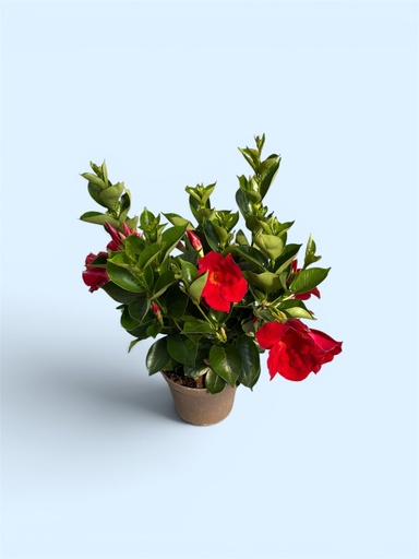 [GDIPB14R] Dipladenia cespuglio altezza 40 cm (rosso)