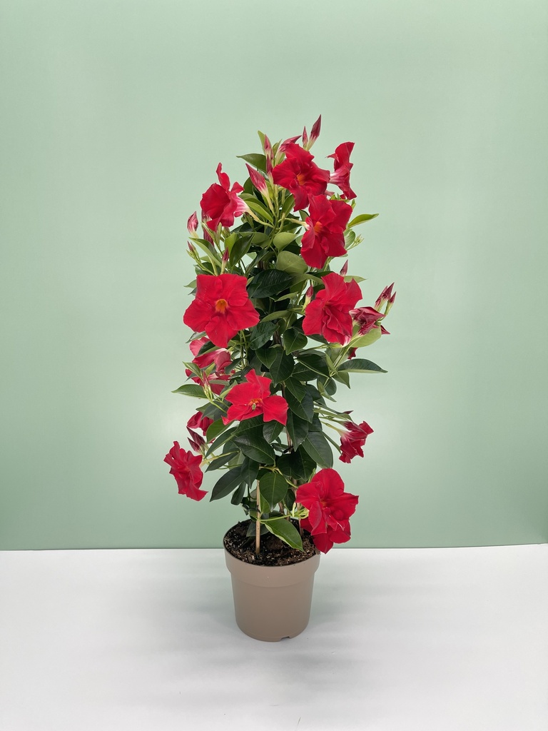 Dipladenia piramide altezza 70 cm