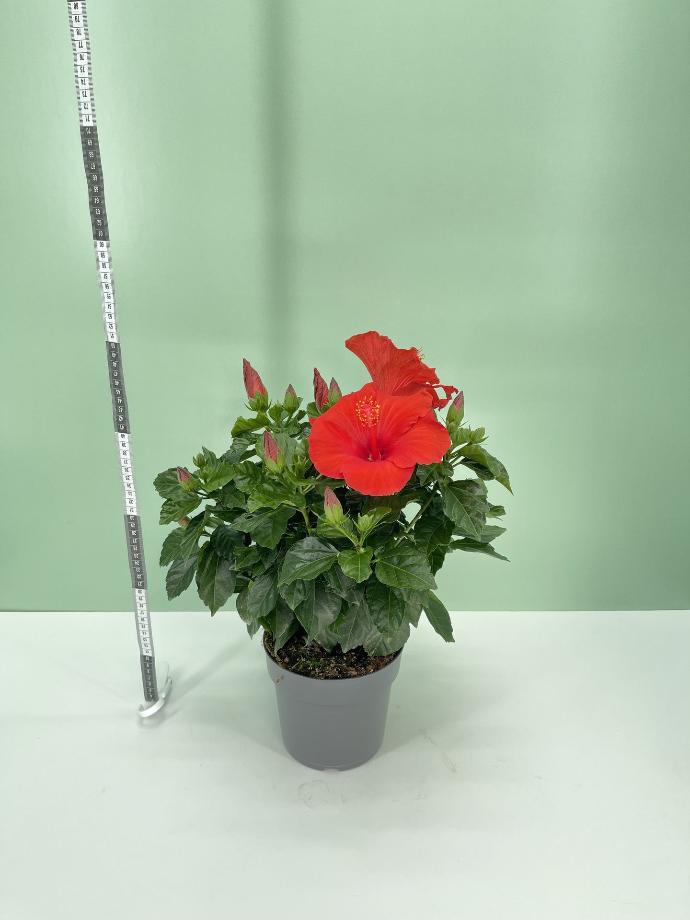 Ibisco cespuglio altezza 50 cm