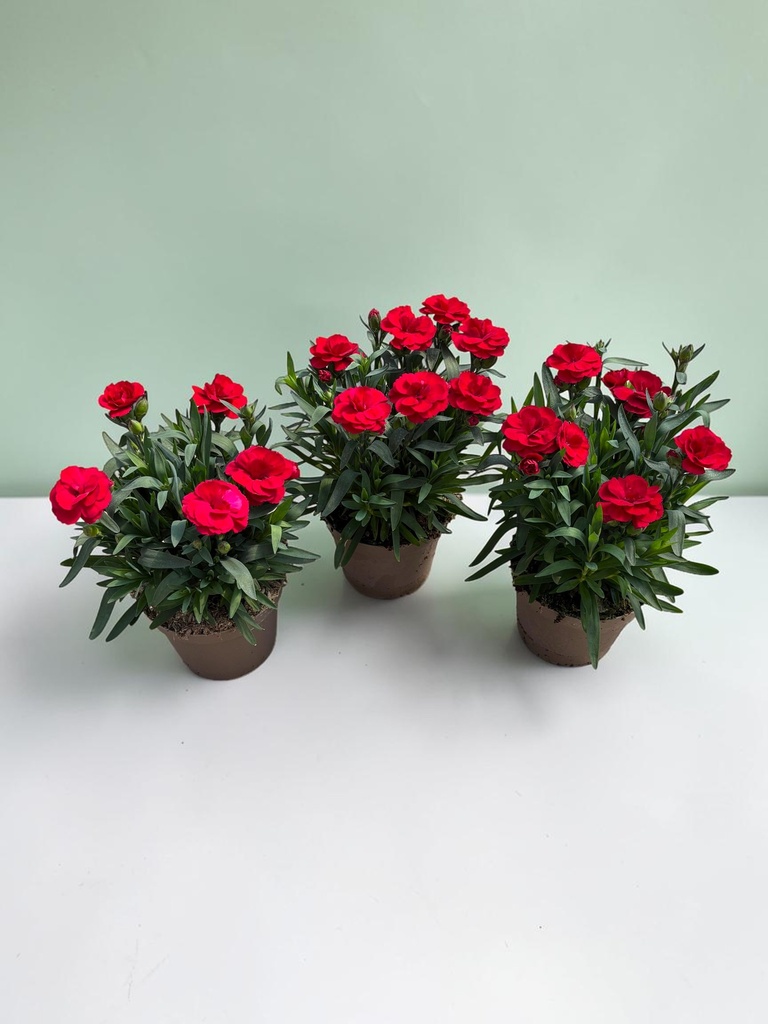 Garofano 'Oscar®' cespuglio altezza 25 cm, 3 piante