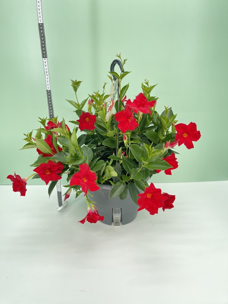 Dipladenia basket altezza 45 cm