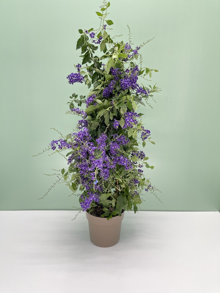Duranta piramide altezza 70 cm