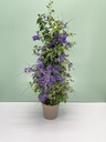 Duranta piramide altezza 70 cm