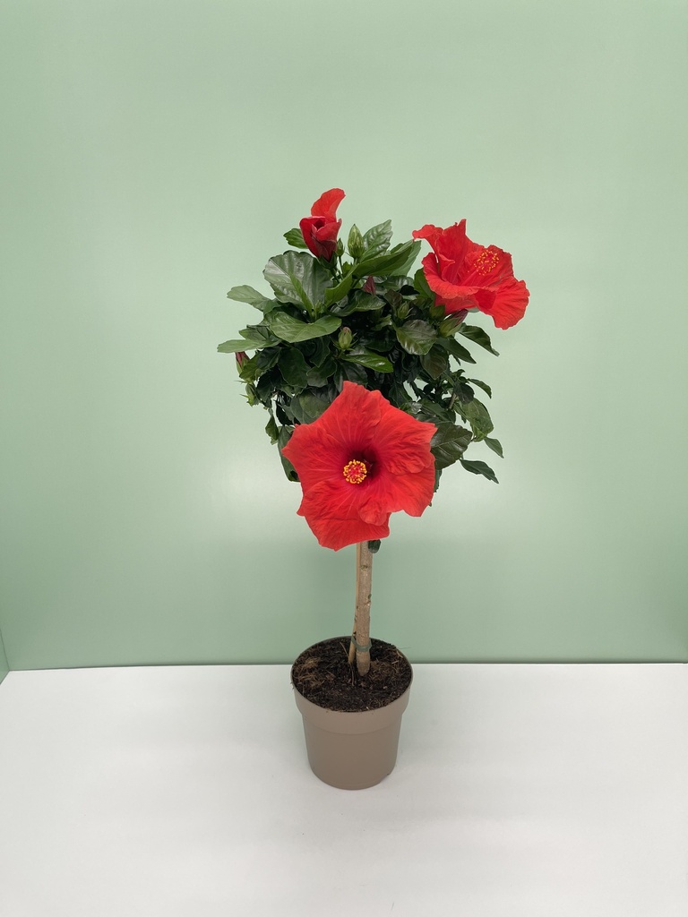 Ibisco alberello altezza 70 cm