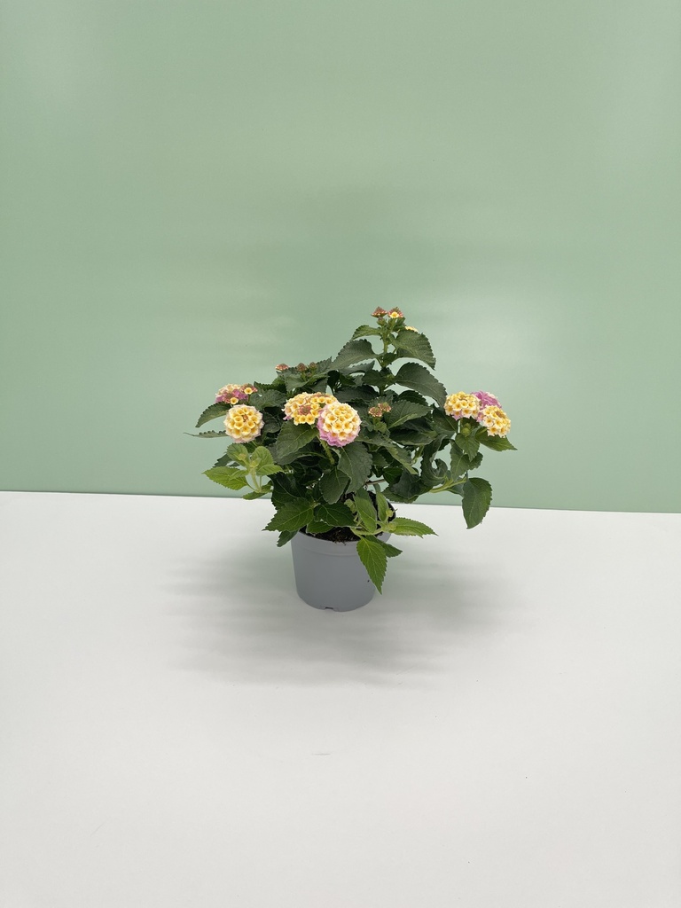 Lantana cespuglio altezza 25 cm, 3 piante
