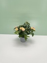Lantana cespuglio altezza 25 cm, 3 piante