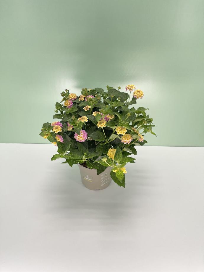 Lantana cespuglio altezza 45 cm