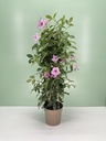 Pandorea jasminoides piramide altezza 70 cm