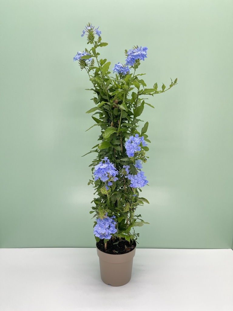 Plumbago capensis piramide altezza 70 cm