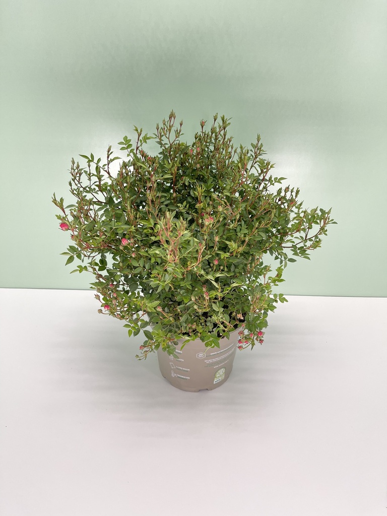 Rosa 'Lilly rose' cespuglio altezza 45 cm