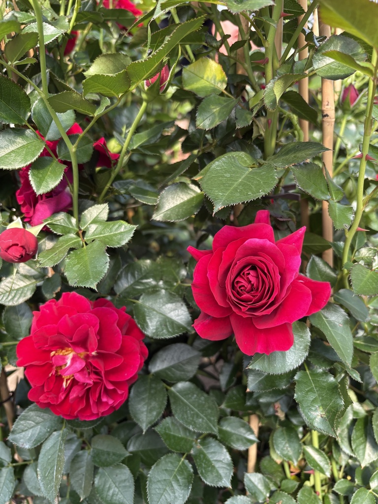 Rosa rampicante piramide altezza 110 cm