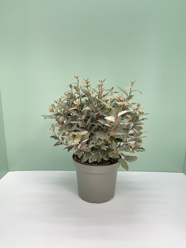 Eleagnus ebbingei 'Compacta' altezza 70 cm