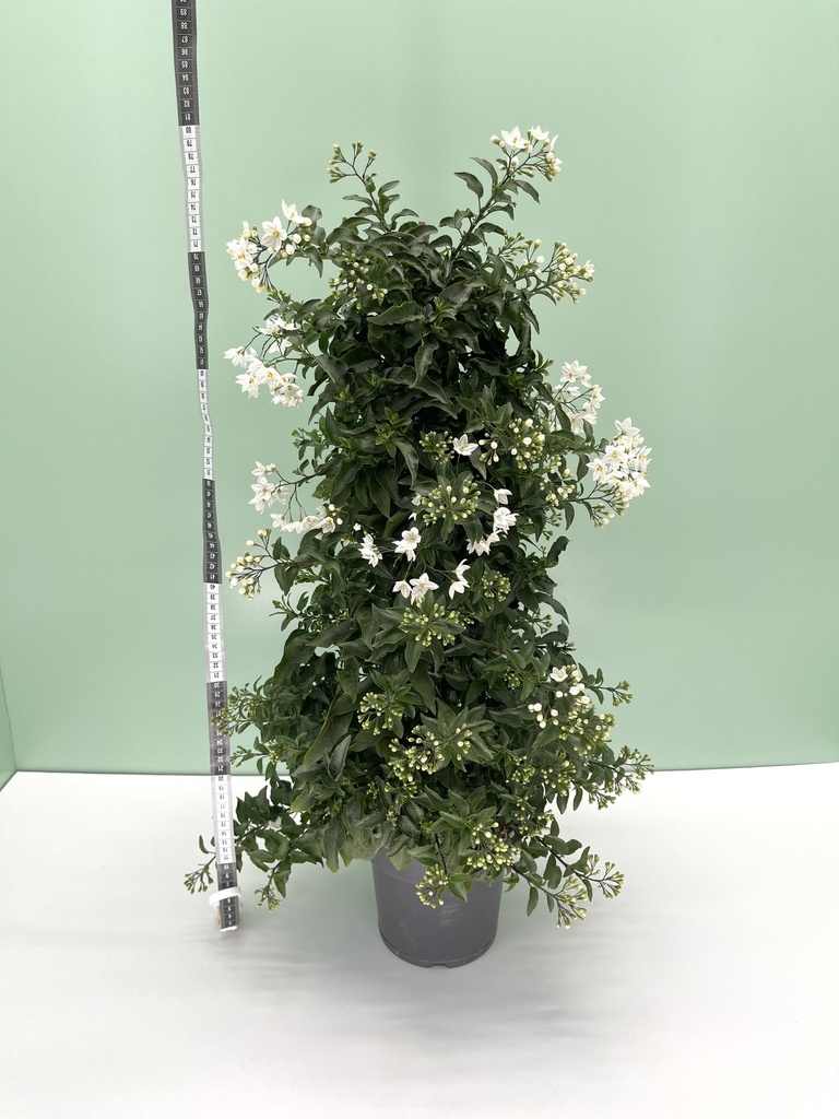 Gelsomino di notte piramide altezza 70 cm