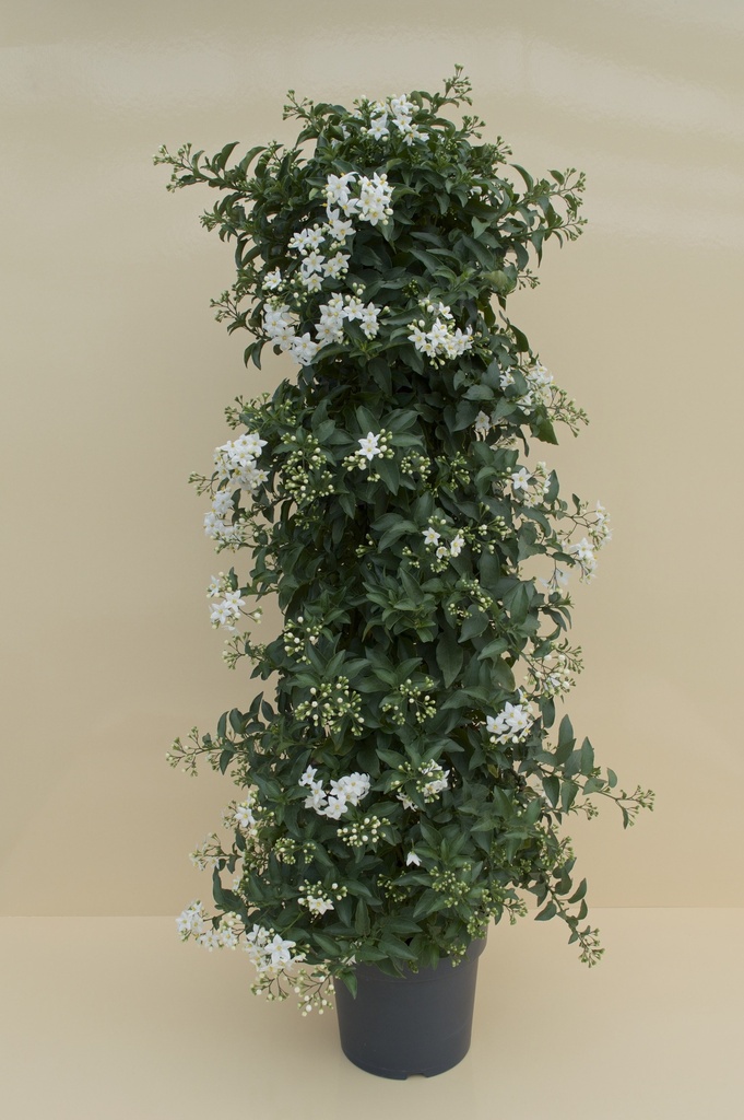 Gelsomino di notte piramide altezza 110 cm