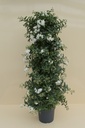 Gelsomino di notte piramide altezza 110 cm