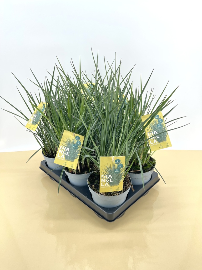 Dianella altezza 45 cm