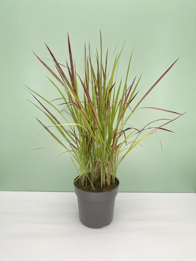 Imperata cylindrica 'Red Baron' altezza 55 cm