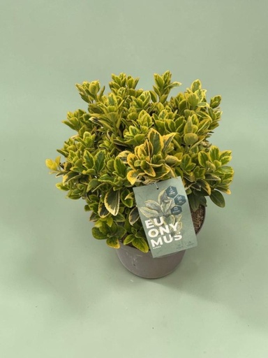 [GEUOB26A] Euonymus japonicus altezza 70 cm (Aurea)