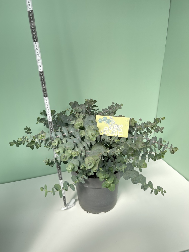 Eucalipto cinerea cespuglio altezza 70 cm