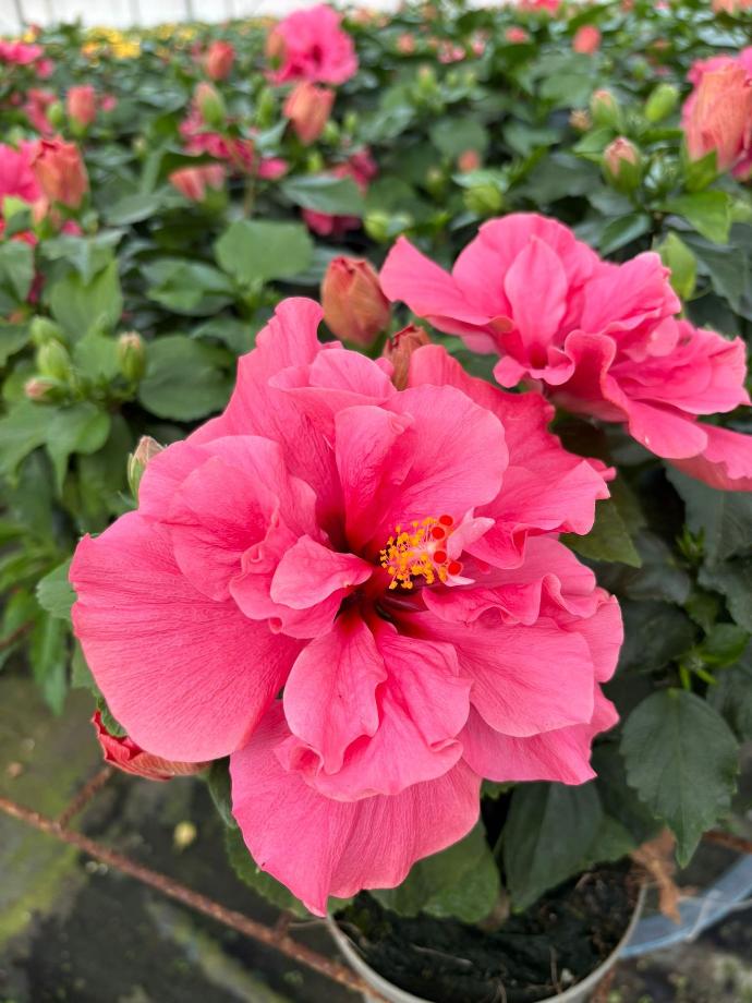 Ibisco Fiore Doppio cespuglio altezza 50 cm