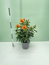 Ibisco Petit Orange cespuglio altezza 50 cm