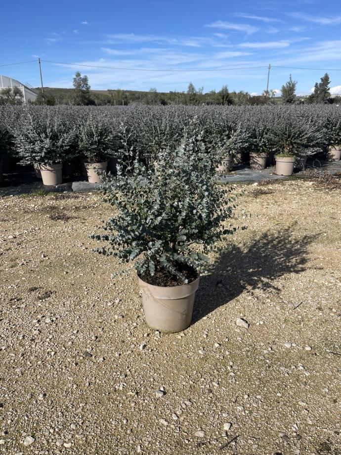 Eucalipto gunnii cespuglio altezza 70 cm