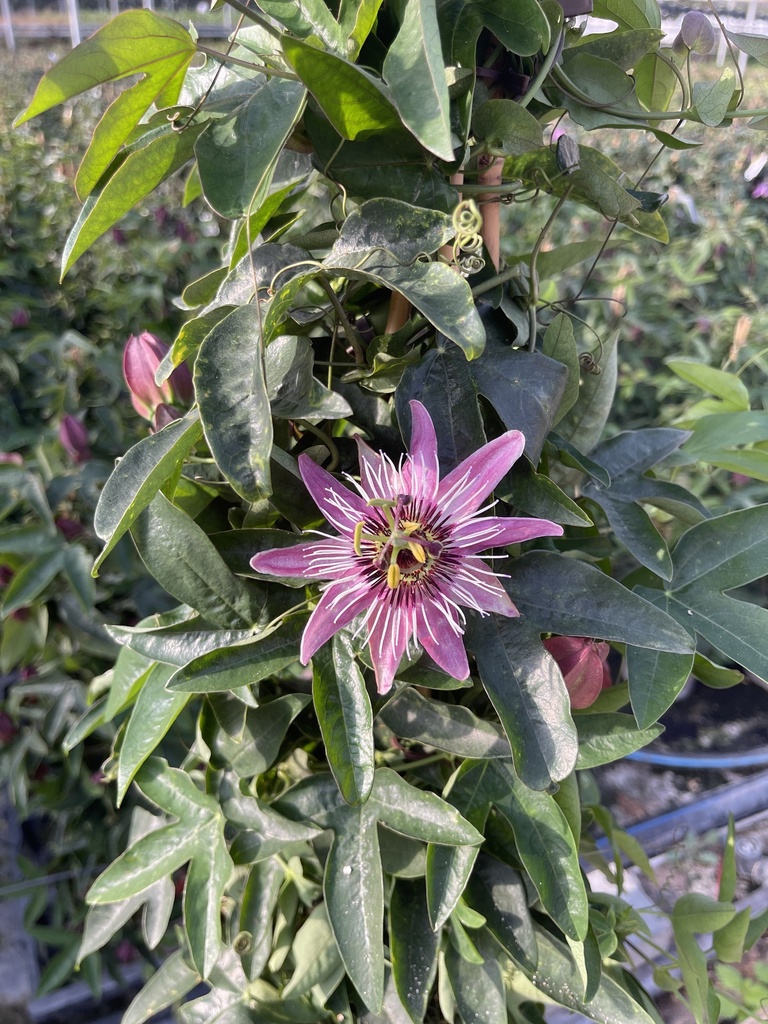 Passiflora piramide altezza 70 cm