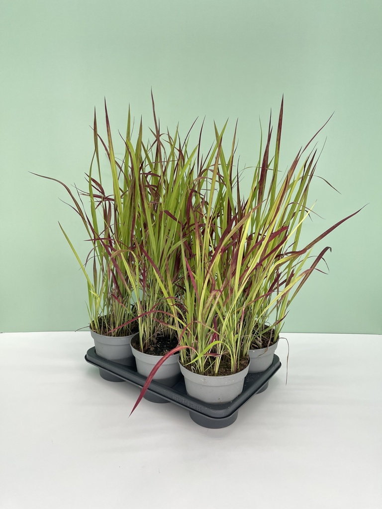 Imperata cylindrica 'Red Baron' altezza 45 cm