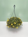 Portulaca basket altezza 45 cm
