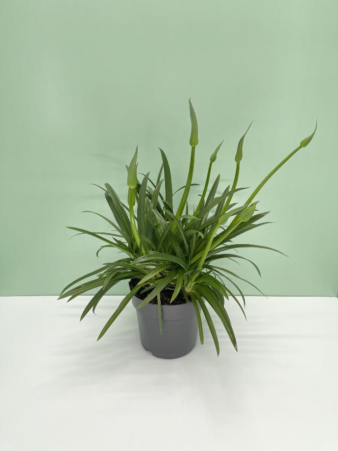 Agapanthus altezza 60 cm