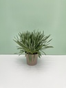 Allium altezza 40 cm