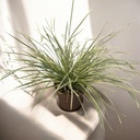 Lomandra 'White Sands' altezza 55 cm