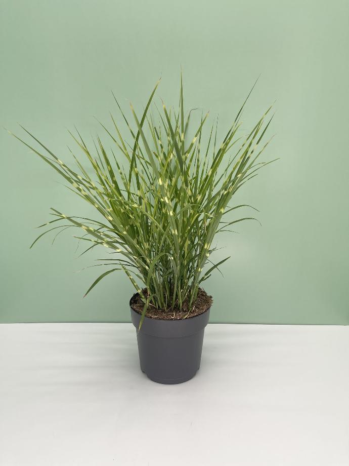 Miscanthus altezza 60 cm