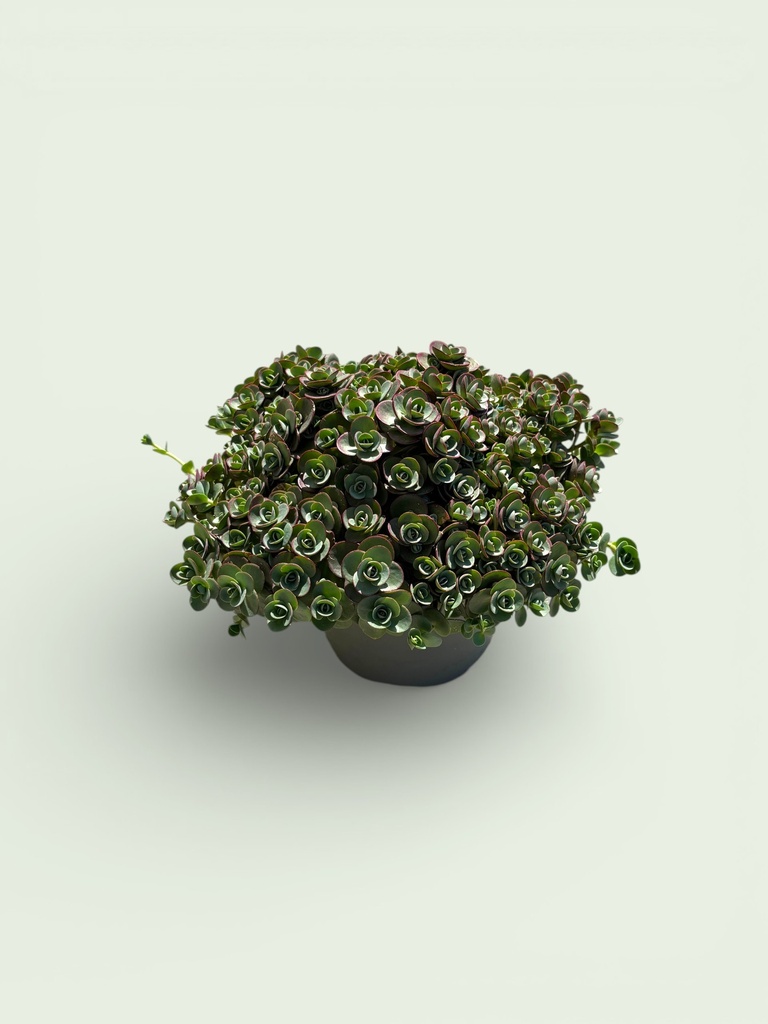 Sedum Mix altezza 35 cm