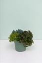 Sedum Tris altezza 35 cm