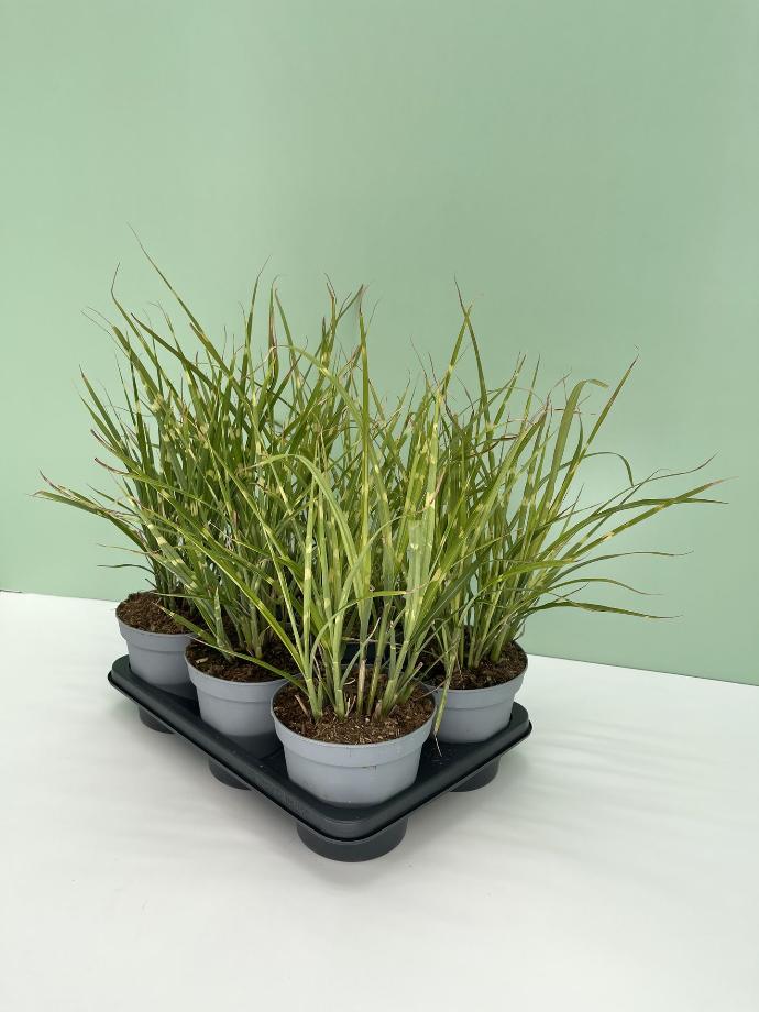 Miscanthus altezza 40 cm