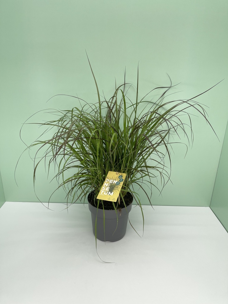 Pennisetum Chelsea altezza 40 cm