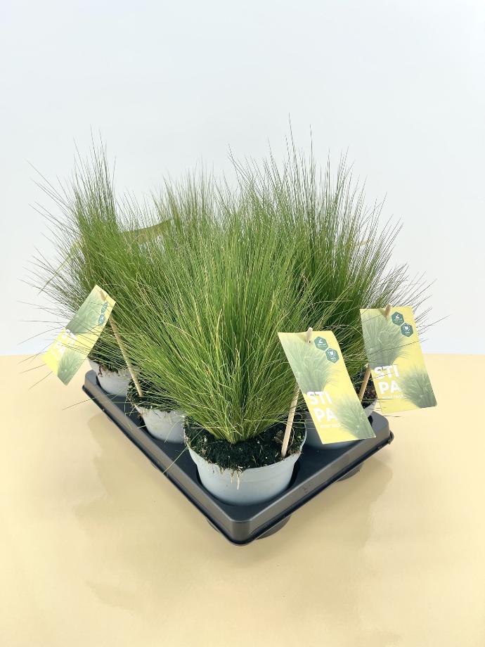 Stipa tenuissima altezza 40 cm
