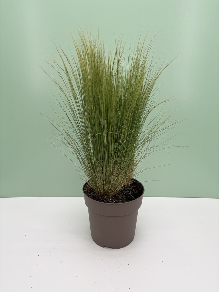 Stipa tenuissima altezza 60 cm