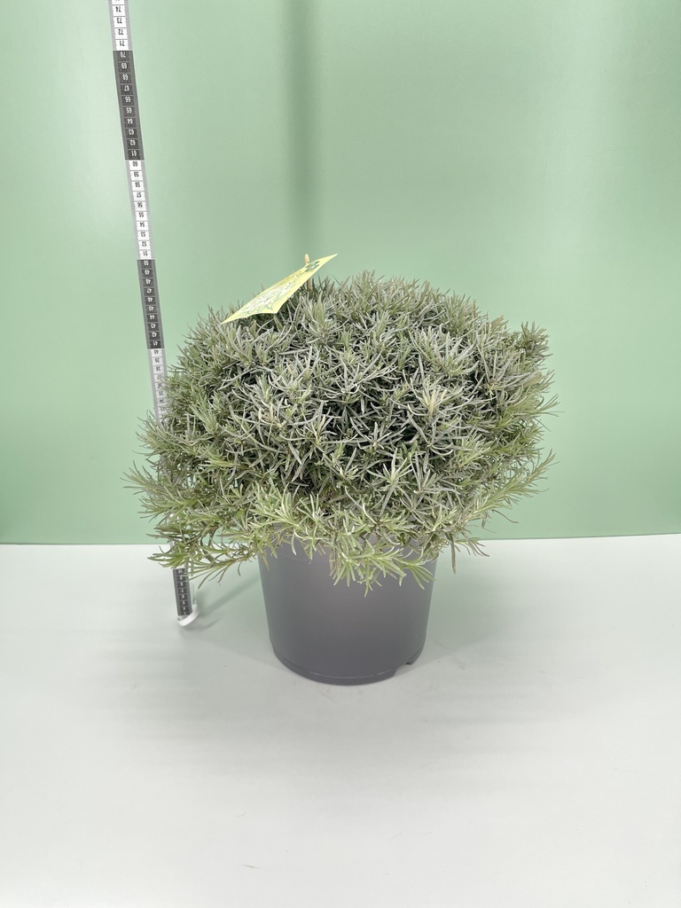 Elicriso cespuglio altezza 50 cm