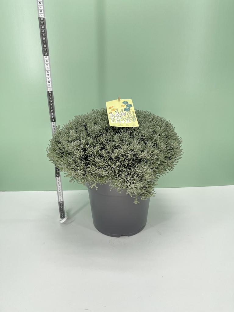 Santolina cespuglio altezza 50 cm