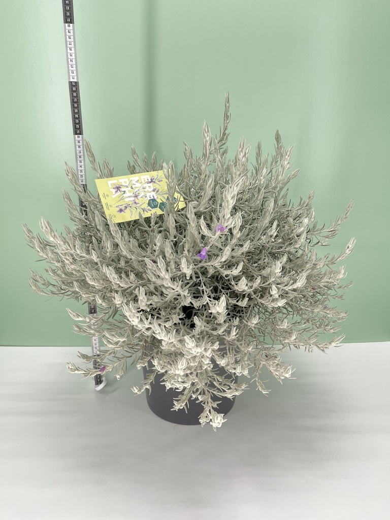 Eremophila nivea cespuglio altezza 70 cm