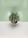 Lavanda angustifolia cespuglio altezza 40 cm