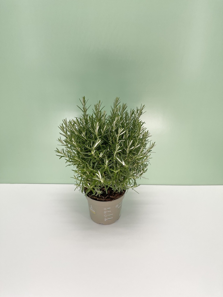 Rosmarino cespuglio altezza 40 cm
