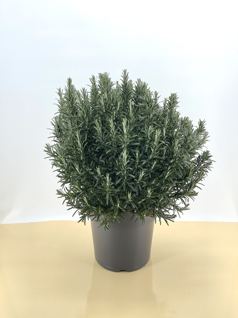 Rosmarino cespuglio altezza 70 cm