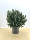 Rosmarino cespuglio altezza 70 cm